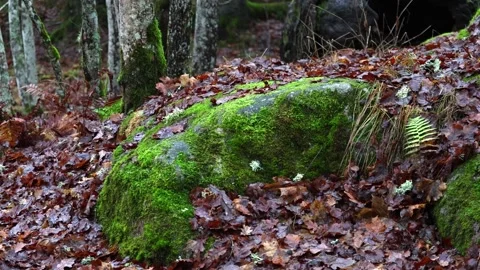 Calm forest nature with trees, plants, moss, and natural light. Stock Footage 321744252
