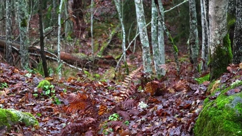 Calm forest nature with trees, plants, moss, and natural light. Stock Footage 321744264