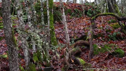 Calm forest nature with trees, plants, moss, and natural light. Stock Footage 321744267