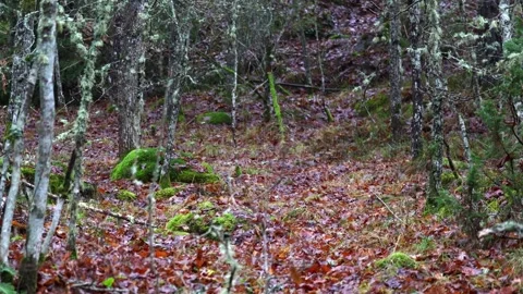 Calm forest nature with trees, plants, moss, and natural light. Stock Footage 321744276