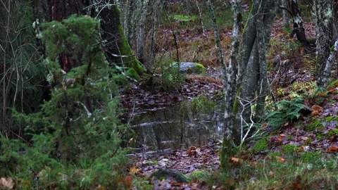 Calm forest nature with trees, plants, moss, and natural light. Stock Footage 321744280