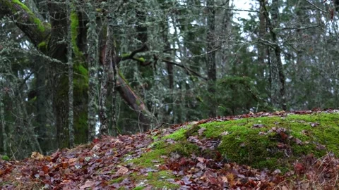 Calm forest nature with trees, plants, moss, and natural light. Stock Footage 321744290