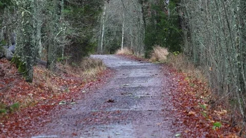 Calm forest nature with trees, plants, moss, and natural light. Stock Footage 321744314