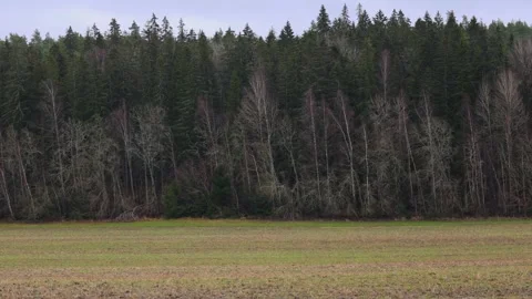 Calm forest nature with trees, plants, moss, and natural light. Stock Footage 321744324