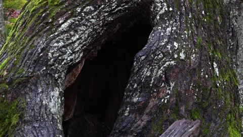 Calm forest nature with trees, plants, moss, and natural light. Stock Footage 321744331