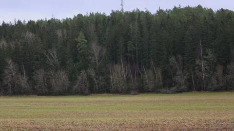 Calm forest nature with trees, plants, moss, and natural light. Stock Footage 321744332