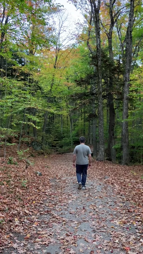 Calm forest path covered with autumn leaves Stock Footage 320005033