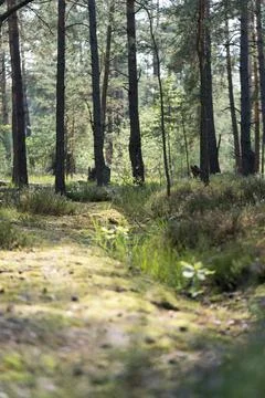 Calm forest path surrounded by trees with sunlight filtering through the bran Stock Photos