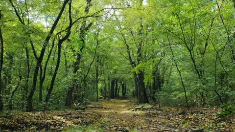 Calm forest path under green trees in sunny spring light Stock Footage 319742655