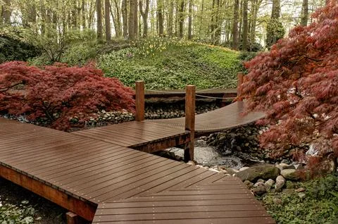 Calm forest pathway surrounded by vivid foliage and gentle flowing water be.. Stock Photos