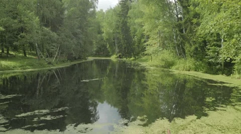 Calm forest pond 4k Video stock 54581503