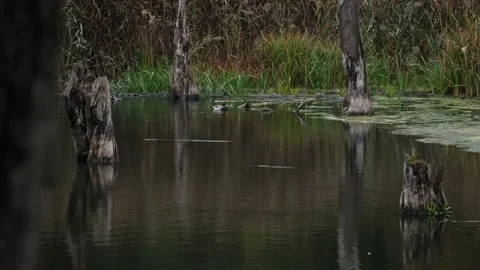 Calm forest pond with ducks, surrounded by reeds and trees. Stock Footage 311450713