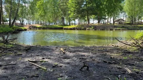 A calm forest pond with green trees and a muddy bank Video stock 337434312