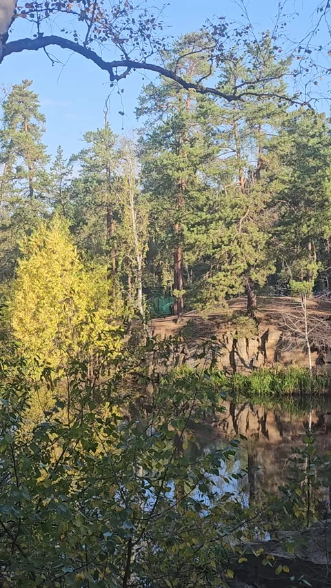 Calm forest pond reflects trees and sky above Stock Footage 347674558