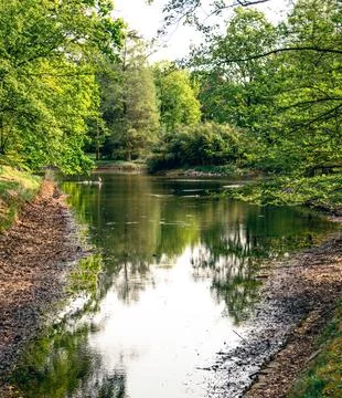 Calm forest pond in spring Stock Photos