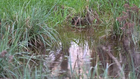 Calm Forest Pool with Lush Green Grass Video stock 306827037