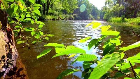 Calm Forest River with Fallen Tree at Low Angle in Sunlit Woodland Stock Footage 328141274