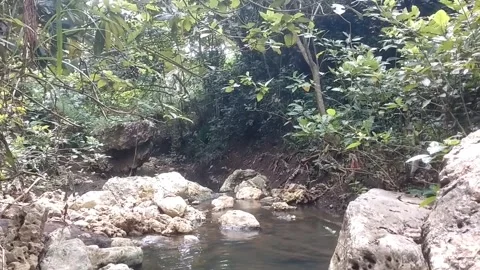 Calm forest river flow Vídeo Stock 332470000