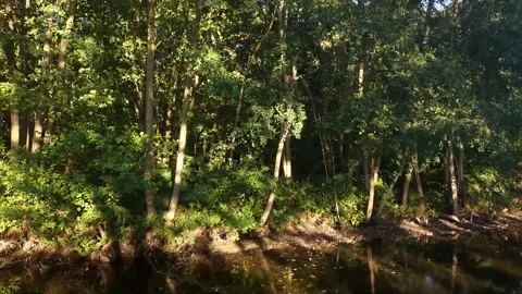 Calm Forest River Flowing Beneath Dense Green Trees Stock Footage 341520001