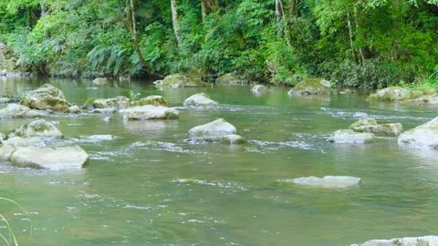 Calm Forest River Flowing Over Rocks - Peaceful Nature Scene Stock Footage 310038258