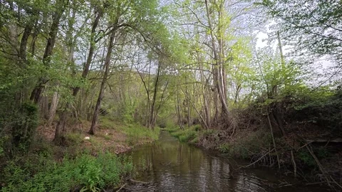  Calm Forest River Flowing Through Lush Green Trees in Cyprus Stock Footage 335229659