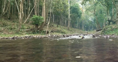 Calm Forest River Stock Footage 47698337
