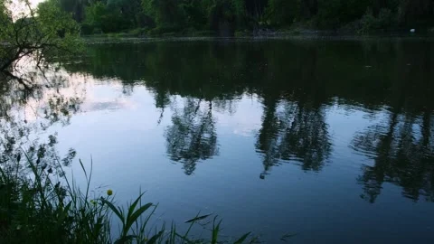 Calm forest river with green trees along shoreline. Stock Footage 241701580