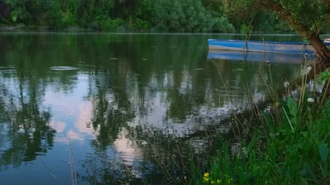 Calm forest river with green trees along shoreline. Stock Footage 241702228