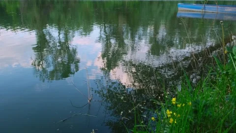 Calm forest river with green trees along shoreline. Video stock 241878013