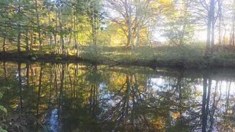 Calm Forest River Reflecting Trees Framed By Shadowed Foliage Stock Footage 348177579