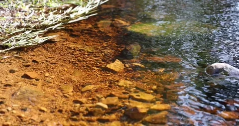Calm forest river. Water floating in wilderness, clean flow spring Stock Footage 194558993