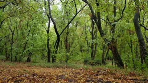 Calm Forest Scene After Rainfall Video stock 318948766