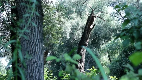 Calm forest scene, with branches slowly moving in the wind Stock Footage 99116811