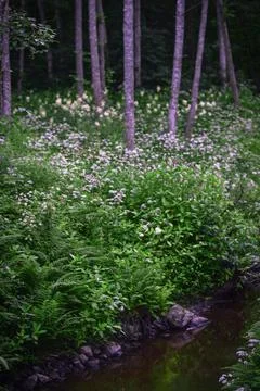 Calm forest spring Stock Photos