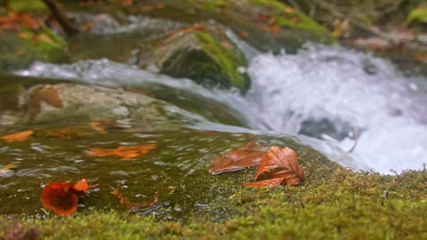 Calm forest stream with fallen leaves Stock Footage 258959936