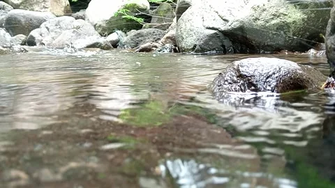 Calm Forest Stream Flowing Clear Water Natural Scene Stock Footage 330581812