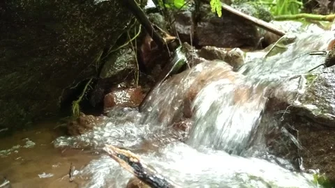 Calm Forest Stream Flowing Gently with Clear Natural Water Stock Footage 331782711