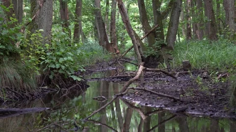 Calm Forest Stream Flowing Through Dense Swampy Woodland Stock Footage 323770652