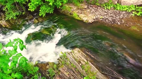 Calm Forest Stream Flowing Through Rocks and Lush Greenery Video stock 338322039