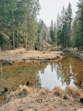 Calm Forest Stream with Reflections in Natural Woodland Landscape Stock Photos