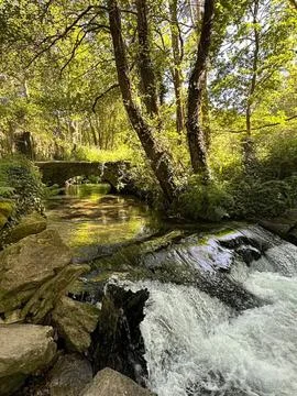 Calm forest stream with trees and rocks in nature scene Stock Photos