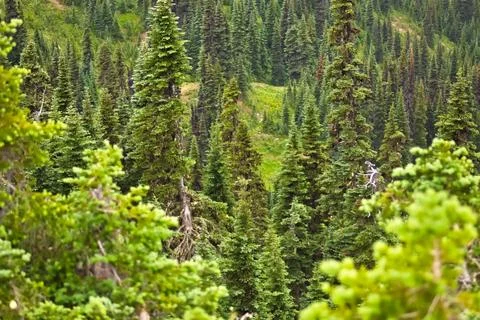 Calm forest with tall pine trees and vibrant greenery, evoking tranquility Stock Photos