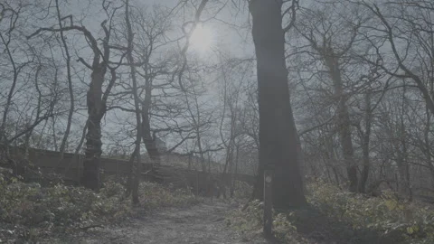 Calm Forest with tree branches Stock Footage 219323262