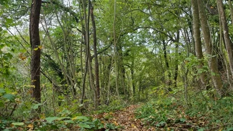 Calm Forest Trees Moving Gently in Wind with Natural Light Stock Footage 320161986