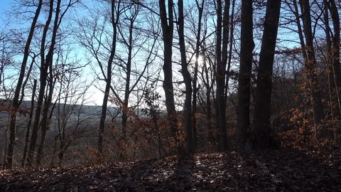 Calm forest view Stock Footage 87291094