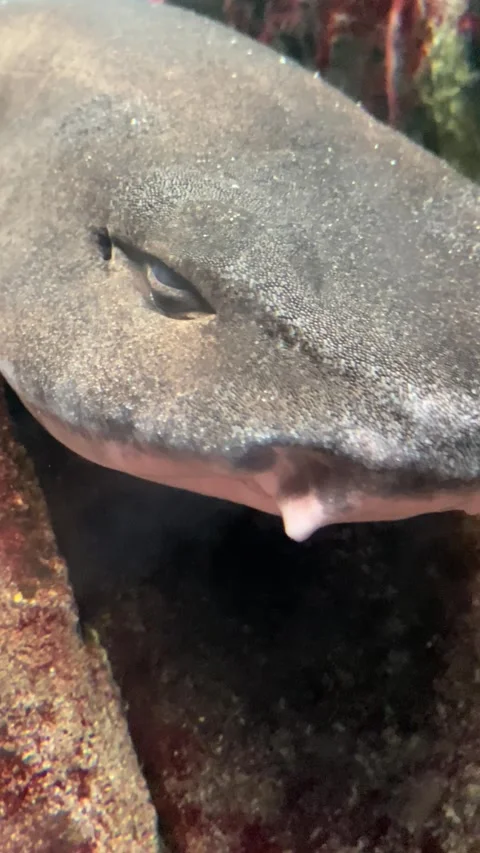 The calm but formidable fish lies motionless in the tank. Vertical video  Stock Footage 280995550