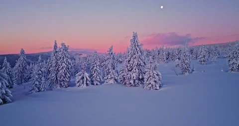Calm forward aerial flight over snow covered spruce trees at sunset. Stock Footage 326532153
