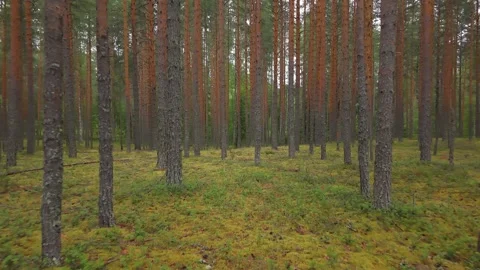 Calm forward glide among slender pine trees with vibrant mossy ground cover Stockbeeldmateriaal 317903043