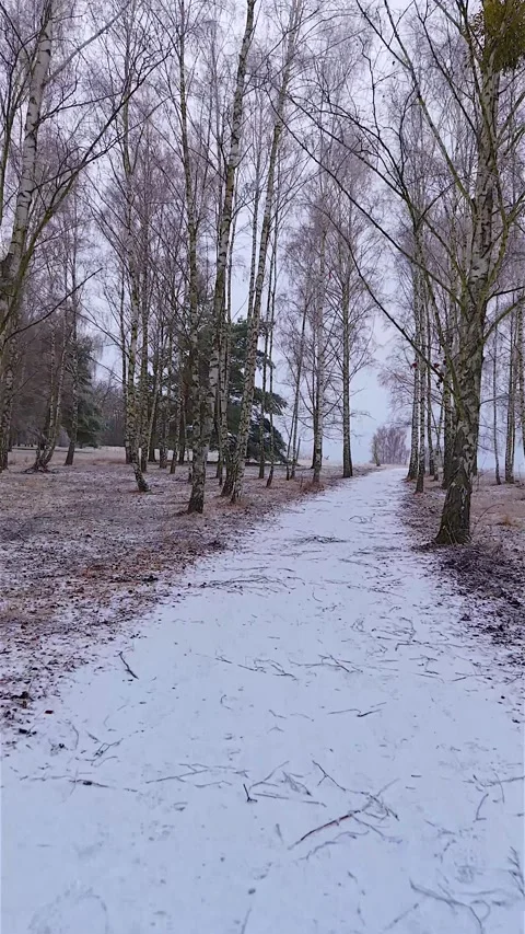 Calm Frozen Forest Path Walking Video stock 328126293