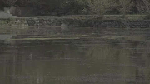 Calm Garden Pond Surface And Stone Bank in China 4K Stock Footage 346264052